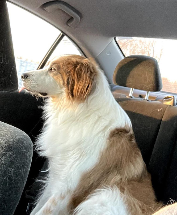 Sam's dog Ollie in the back seat of a car looking intently out the window.